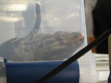 Snake Days 2010