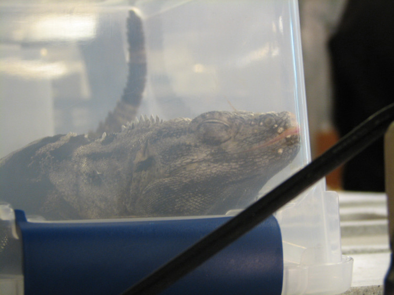 Snake Days 2010