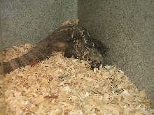 Snake Days 2010