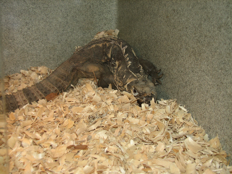 Snake Days 2010