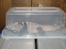 Snake Days 2010