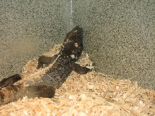 Snake Days 2010
