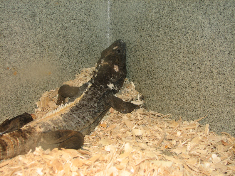 Snake Days 2010