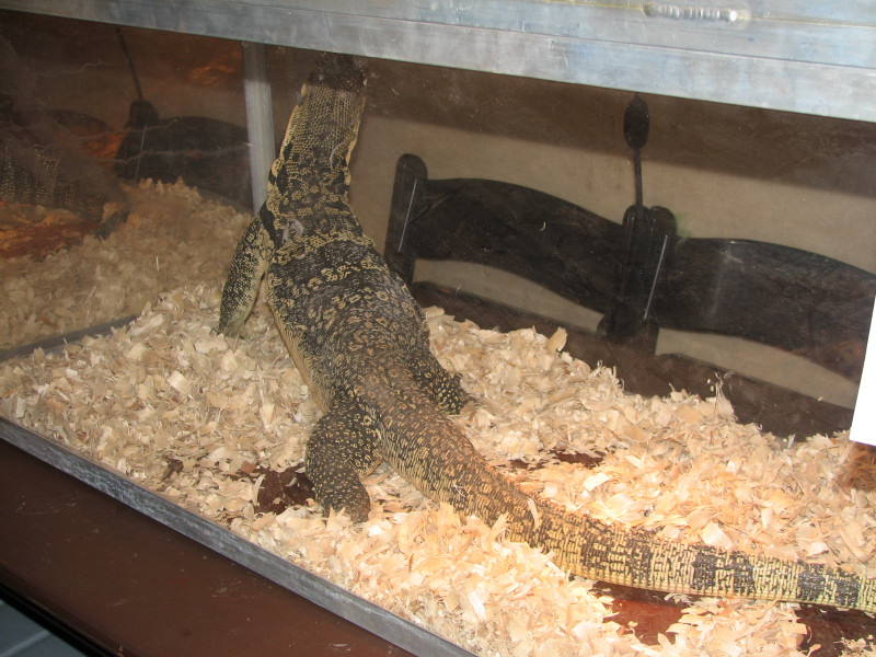 Snake Days 2010