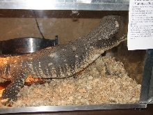 Snake Days 2010