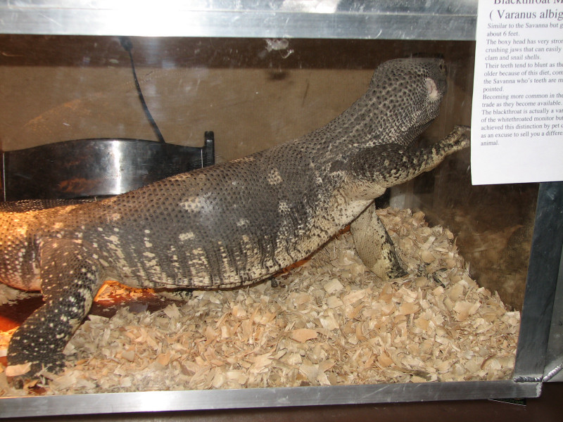 Snake Days 2010
