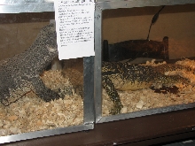 Snake Days 2010
