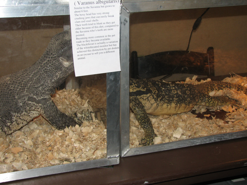 Snake Days 2010
