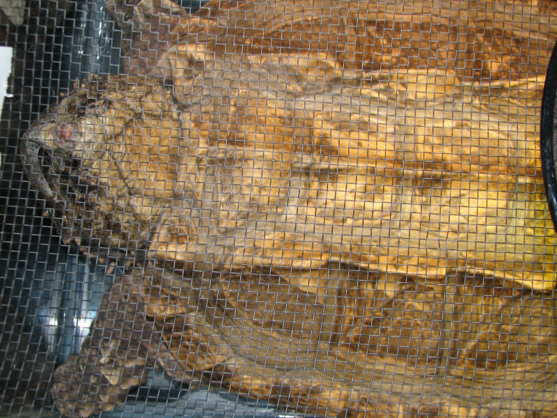 Snake Days 2010