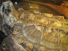 Snake Days 2010