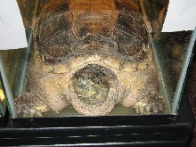 Snake Days 2010