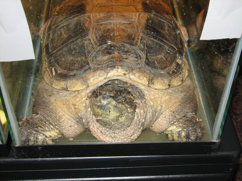 Snake Days 2010