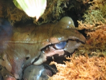 Snake Days 2010