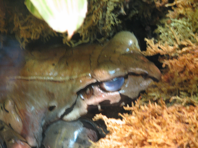 Snake Days 2010