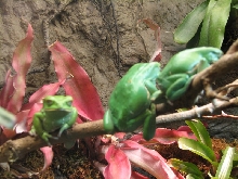 Snake Days 2010