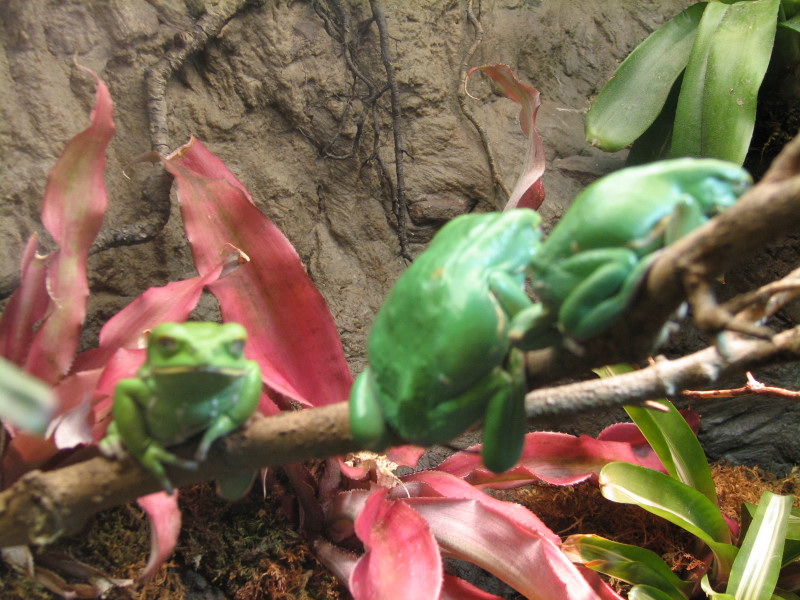 Snake Days 2010