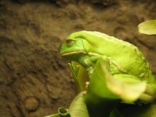 Snake Days 2010