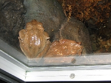 Snake Days 2010