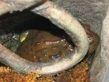 Snake Days 2010