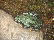 Snake Days 2010