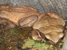 Snake Days 2010