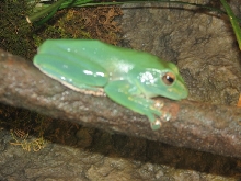 Snake Days 2010