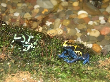 Snake Days 2010