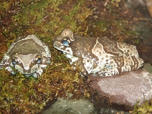 Snake Days 2010