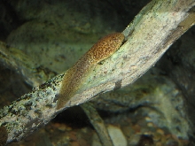 Snake Days 2010