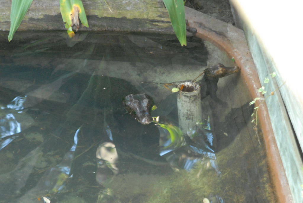 kingsnake.com visits the St. Augustine Alligator Farm during NRBE 2010, St.