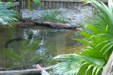 kingsnake.com visits the St. Augustine Alligator Farm during NRBE 2010, St.