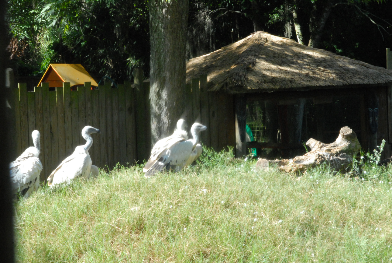 Trip to St. Augustine