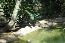 kingsnake.com visits the St. Augustine Alligator Farm during NRBE 2010, St.
