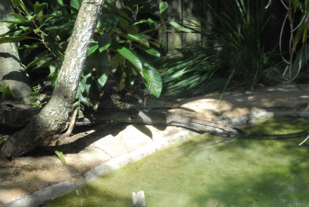 kingsnake.com visits the St. Augustine Alligator Farm during NRBE 2010, St.