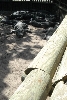kingsnake.com visits the St. Augustine Alligator Farm during NRBE 2010, St.