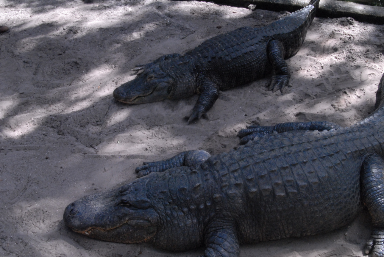 Trip to St. Augustine
