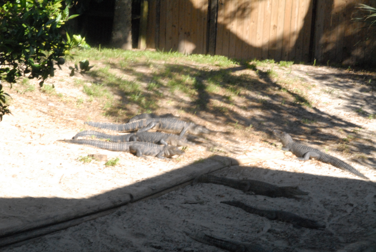 Trip to St. Augustine