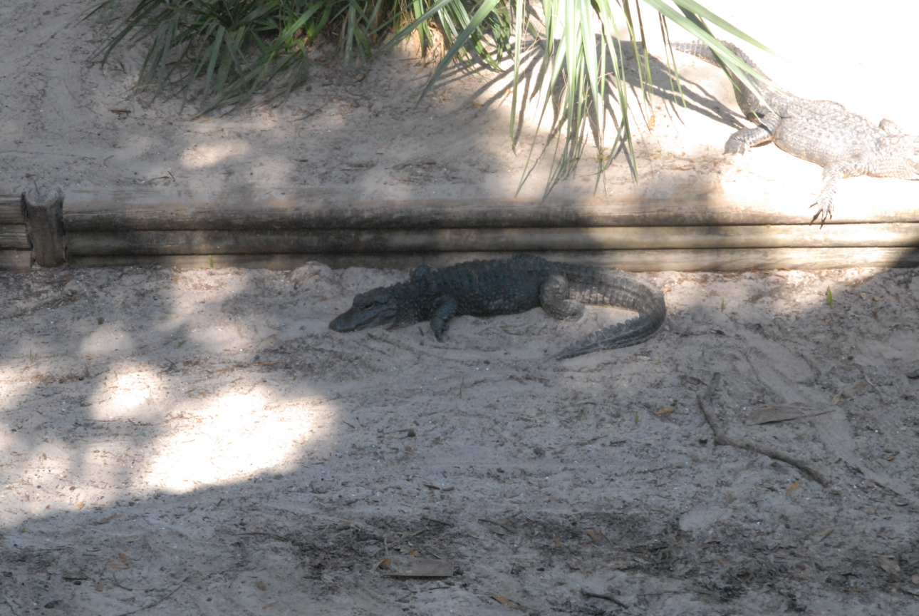 Trip to St. Augustine