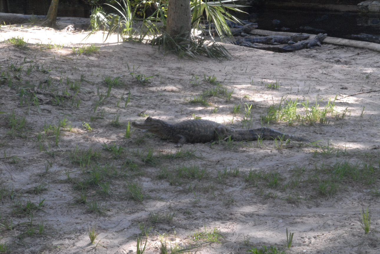 Trip to St. Augustine
