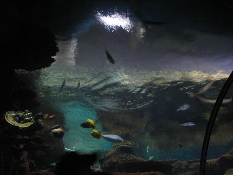 A smattering of photos from Las Vegas December 2010.