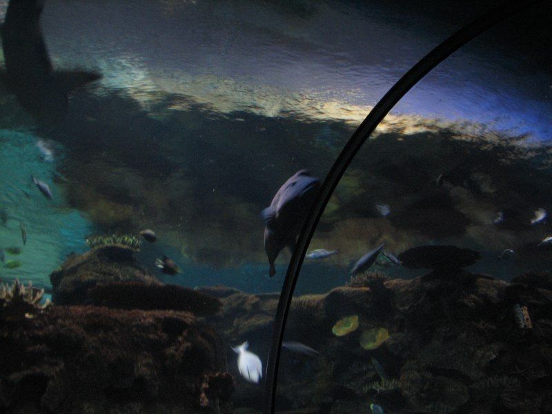 A smattering of photos from Las Vegas December 2010.