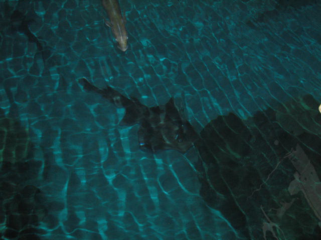 A smattering of photos from Las Vegas December 2010.