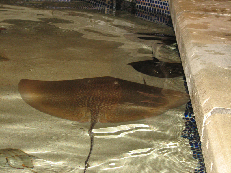 A smattering of photos from Las Vegas December 2010.