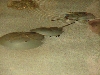 A smattering of photos from Las Vegas December 2010.