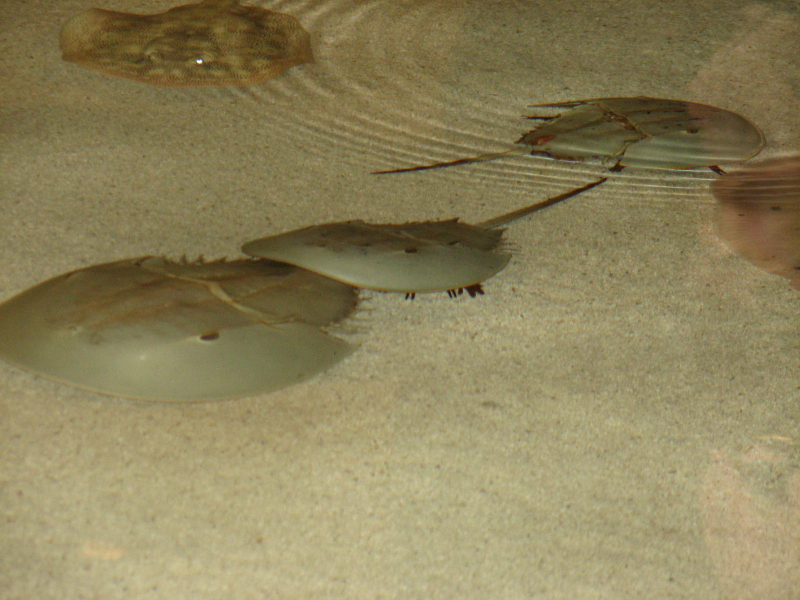 A smattering of photos from Las Vegas December 2010.