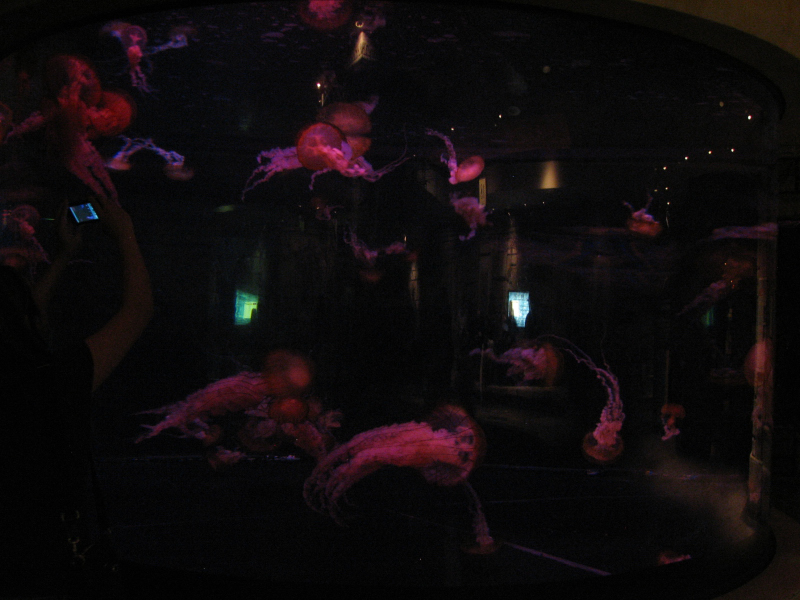 A smattering of photos from Las Vegas December 2010.