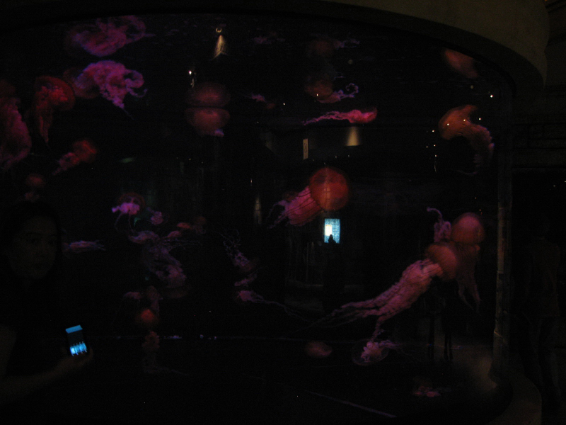 A smattering of photos from Las Vegas December 2010.