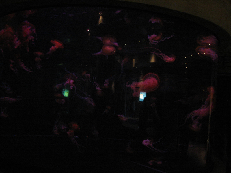 A smattering of photos from Las Vegas December 2010.