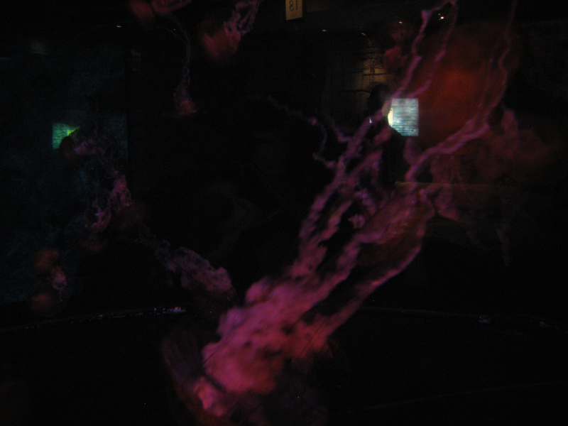 A smattering of photos from Las Vegas December 2010.