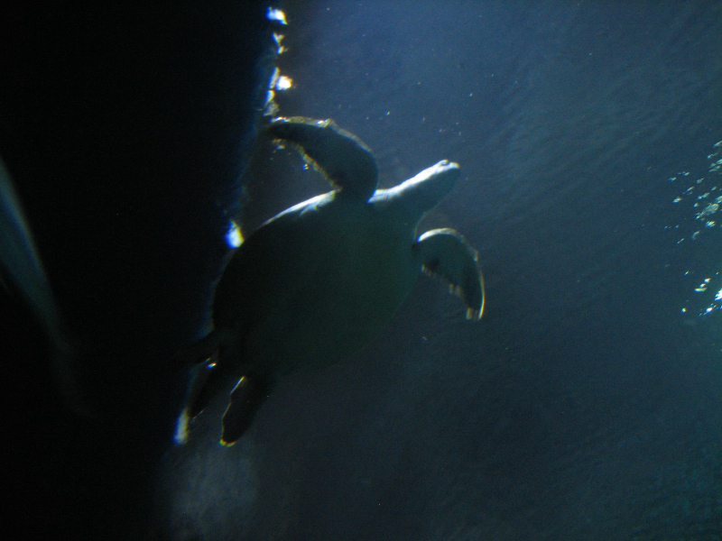 A smattering of photos from Las Vegas December 2010.